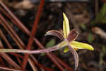 Fringed yellow star-grass